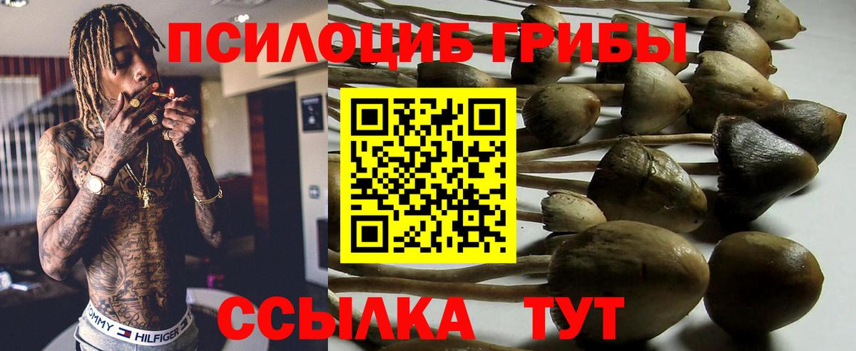 Большой Камень  Псилоцибиновые грибы Cubensis  Вход с VPN 